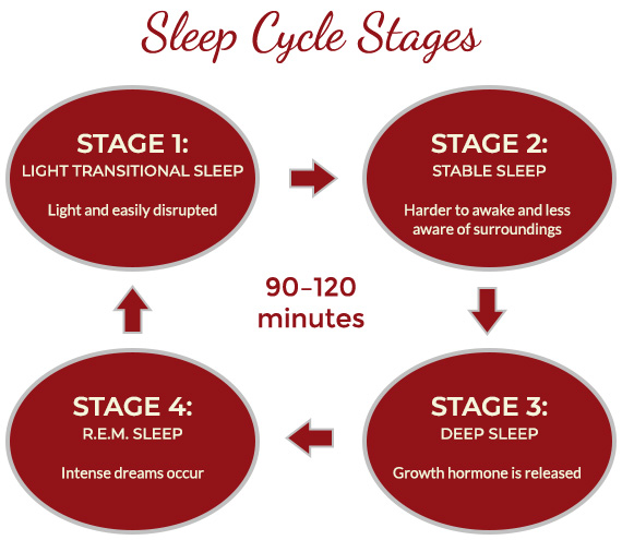 sleep cycle stages | Serenity Valley Dental